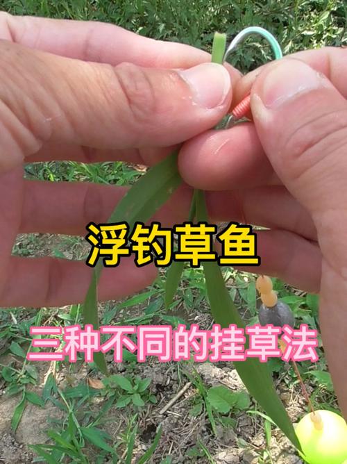 七星漂掛玉米怎樣掛釣草魚?_七星漂可以掛玉米嗎_七星漂掛玉米怎么釣魚