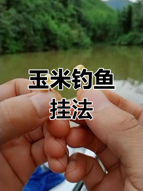 野釣草魚餌料制作技巧大揭秘！玉米餌料這樣做超有效