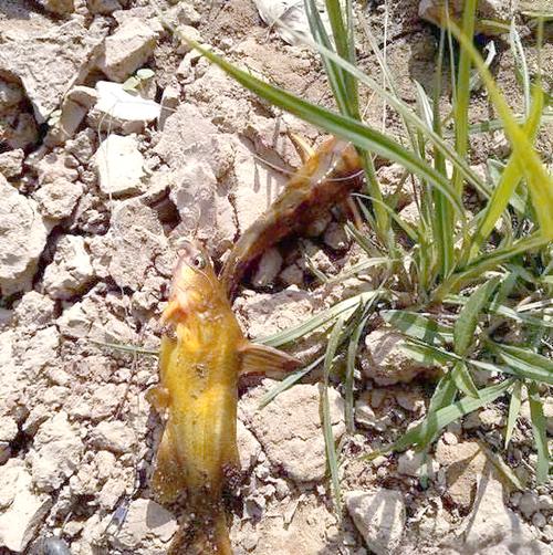 春天釣黃顙魚技巧_黃顙魚怎么釣_黃顙魚釣具選擇