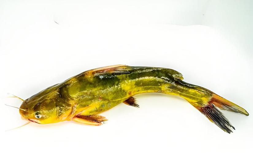 春天釣黃顙魚技巧_黃顙魚怎么釣_黃顙魚釣具選擇