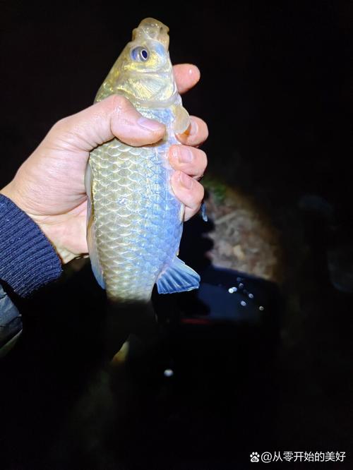 分享個人冬季夜釣鯽魚技巧