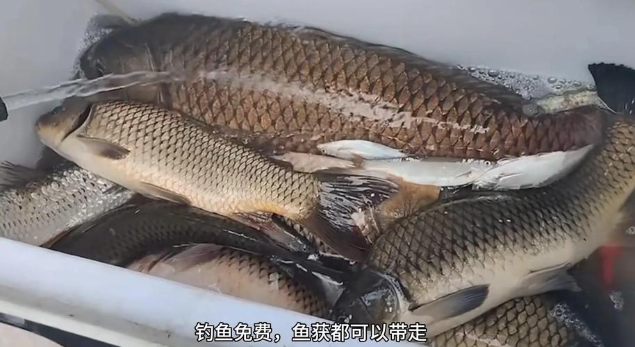2024年升鐘湖釣魚全攻略，最佳時節與釣點選擇大揭秘
