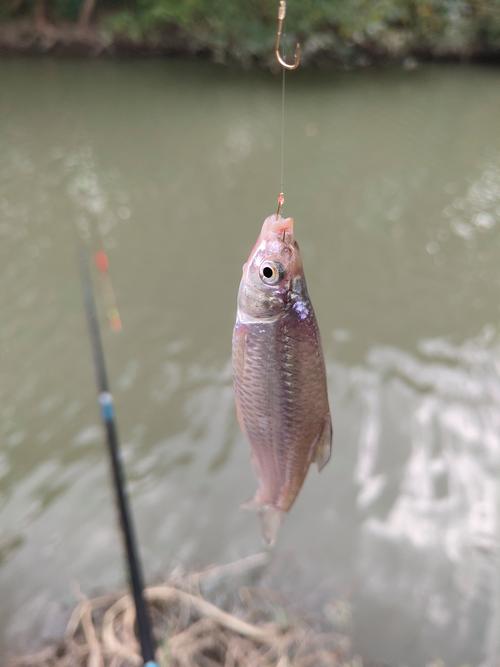 起早探釣流水河方法得當魚滿箱必看
