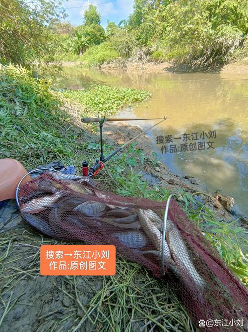 釣流水探箱河必看魚嗎_起早探釣流水河方法得當魚滿箱必看_釣箱盛魚是否加冰塊