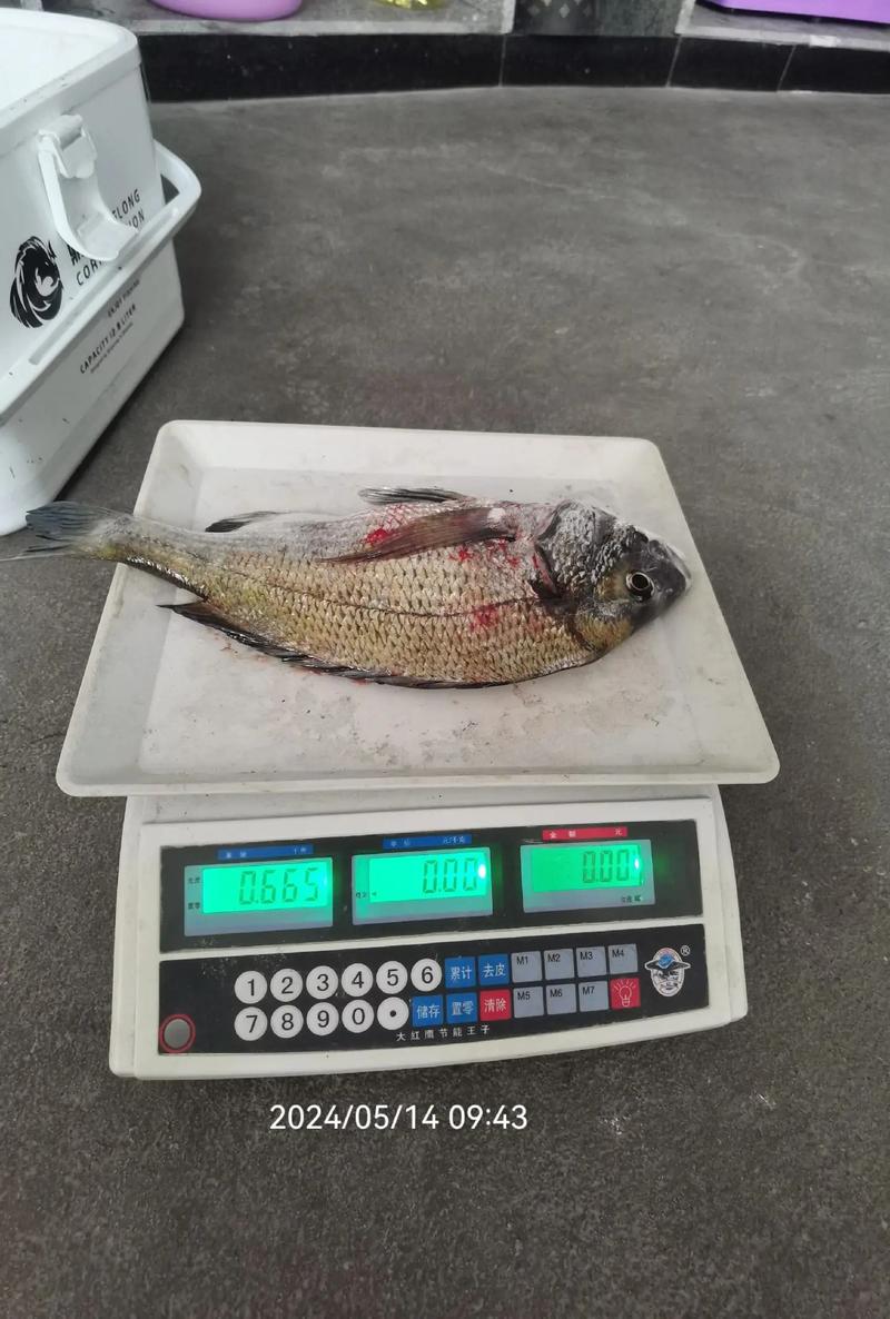 迄今為止釣到的最大黃鯛_黃鯛魚怎么釣_黃鯛魚釣法