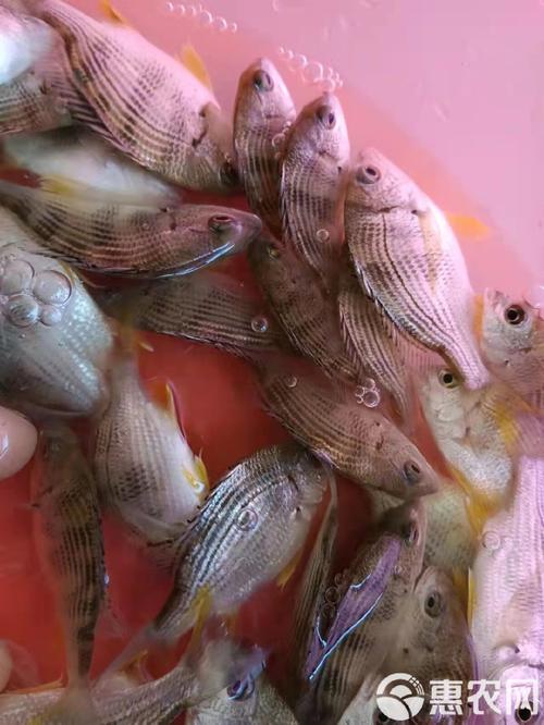 黃鯛魚怎么釣_迄今為止釣到的最大黃鯛_黃鯛魚釣法