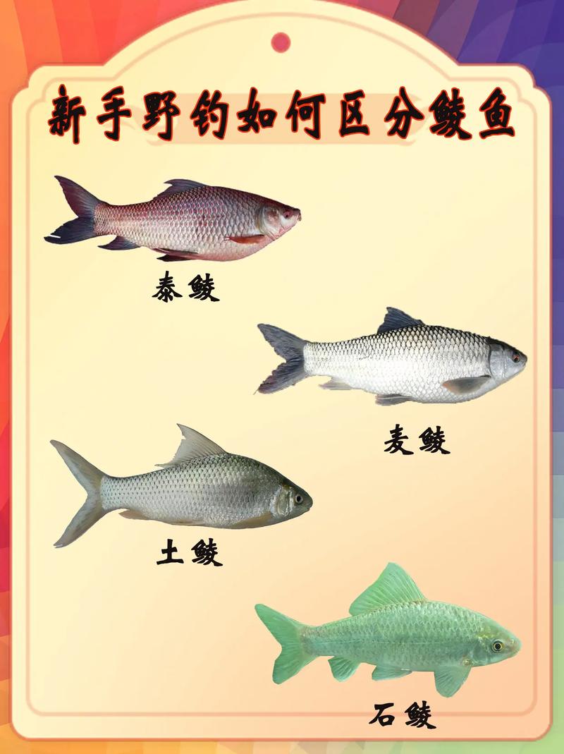 分享四種釣鯪魚需要掌握的方法