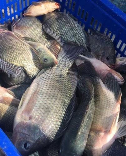 分享夏季釣羅非魚的實戰技巧(一)必看