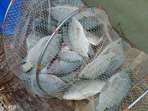 分享夏季釣羅非魚的實戰技巧(一)必看