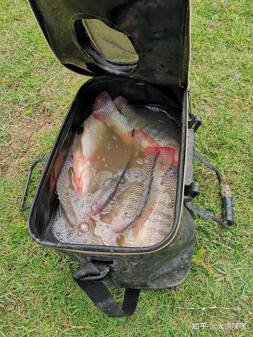 羅非魚釣法時間選擇_分享夏季釣羅非魚的實戰技巧(一)必看_羅非魚生活習性垂釣技巧