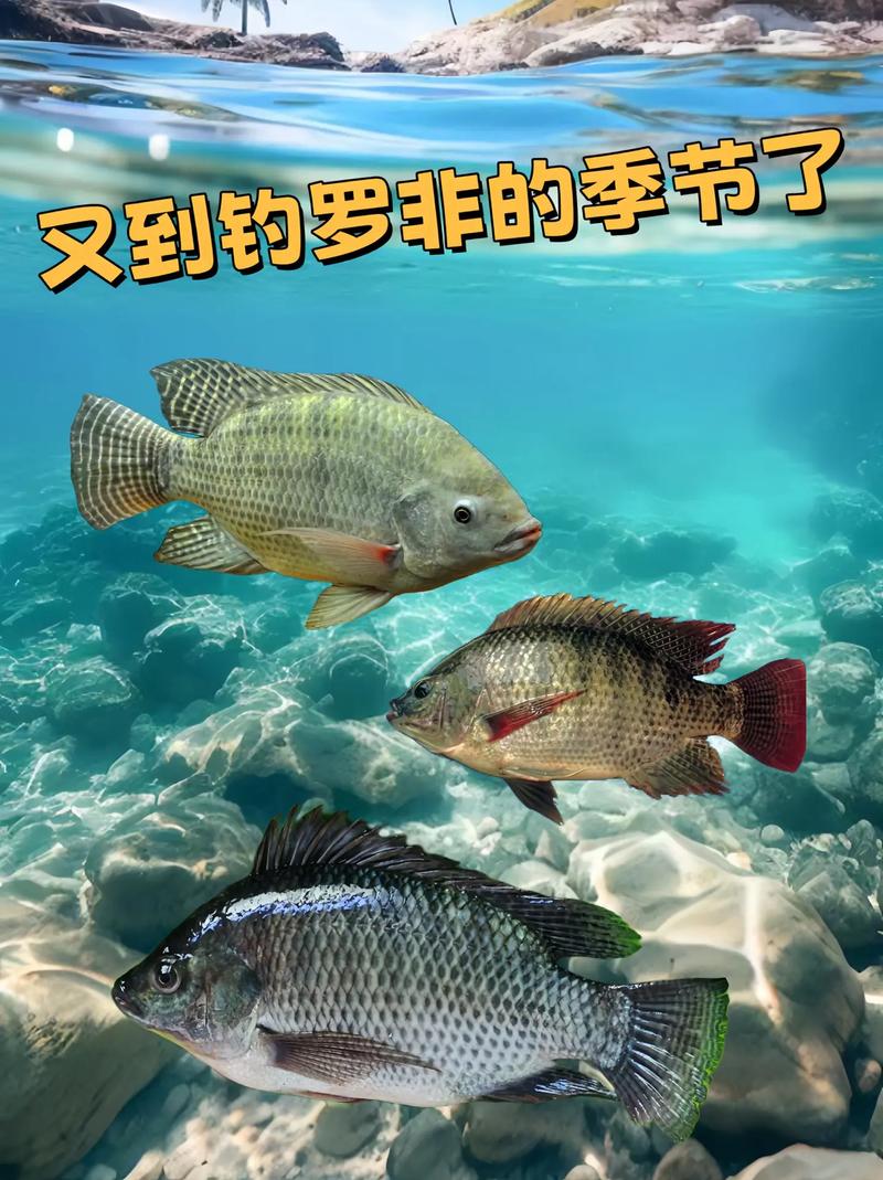 分享夏季釣羅非魚的實戰技巧(一)必看_羅非魚釣法時間選擇_羅非魚生活習性垂釣技巧
