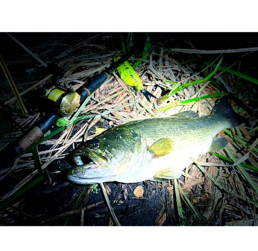 濟南府可以釣魚但魚情不算太好浮萍也很多
