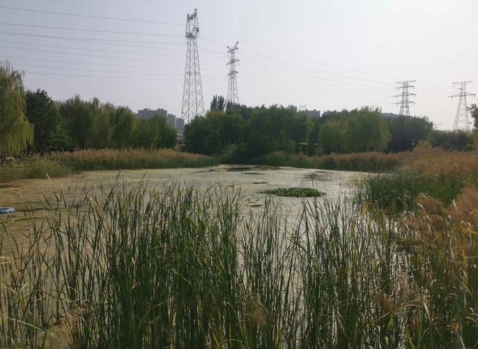 濟南府可以釣魚但魚情不算太好浮萍也很多_夢見釣魚釣魚的人很多_重慶魚嘴那里可以釣魚