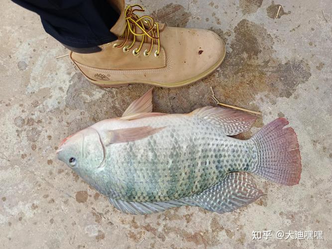 羅非魚野釣餌料配方_分享野釣羅非魚的餌料和實戰技巧必看_羅非釣餌配方