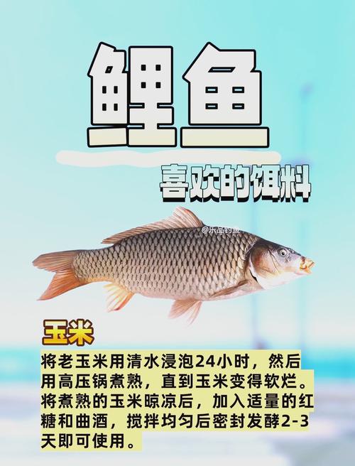 野釣鯽魚鯉魚餌料配方_春季釣鯉魚技巧_春分鯉魚釣法