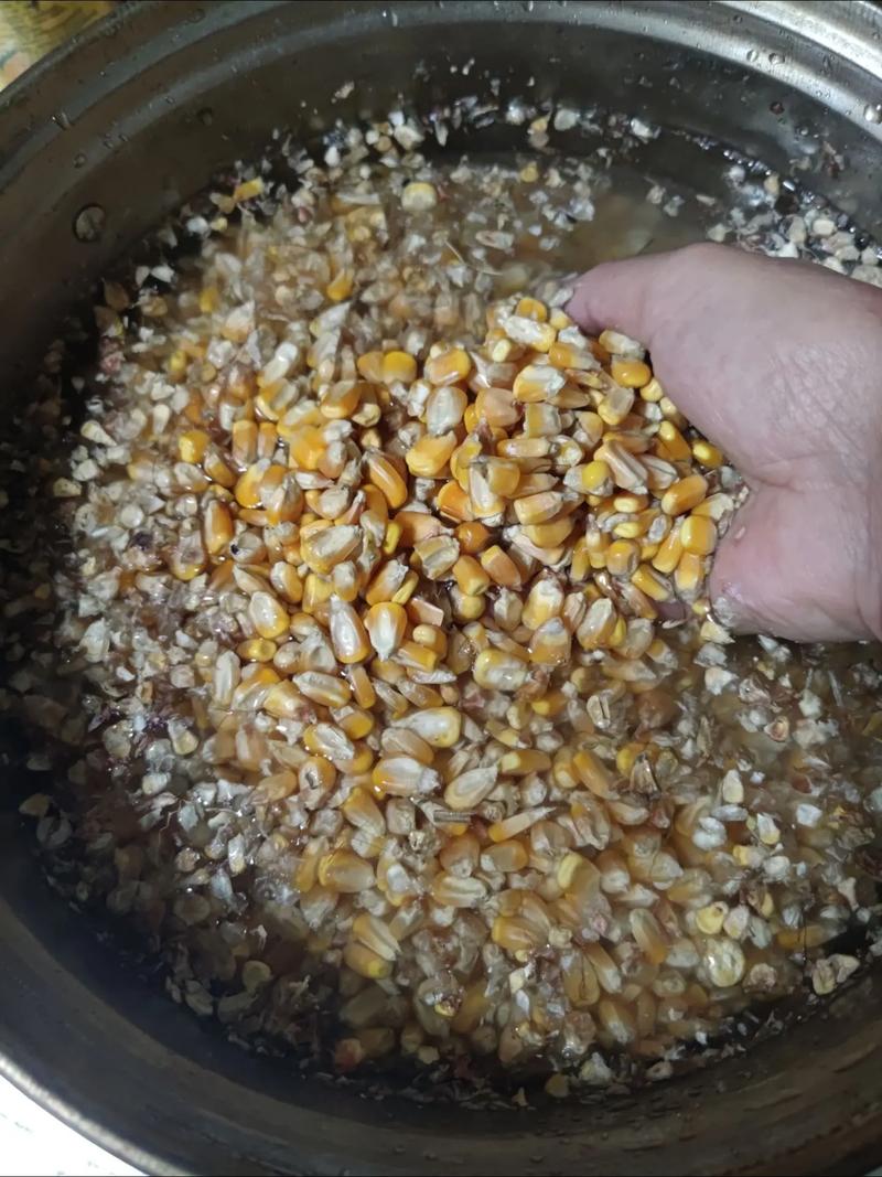 如何用玉米制作草魚餌料_鮮玉米釣魚打窩_玉米釣魚打窩料制作方法
