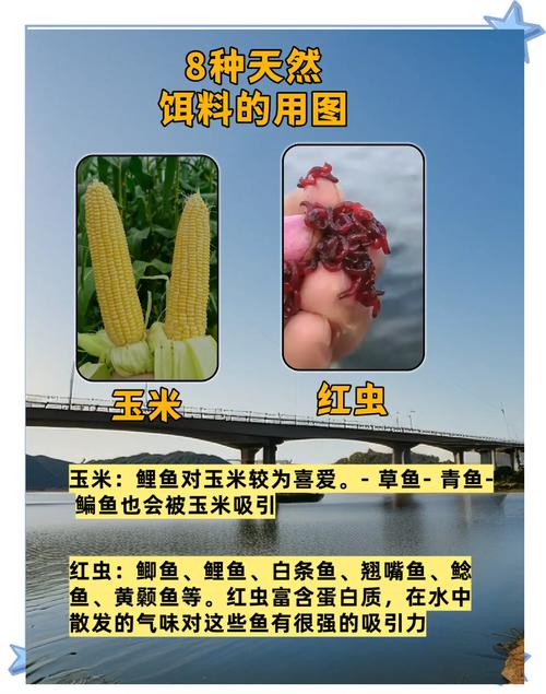 草魚餌料系數對比研究：傳統谷物餌料優劣勢全解析