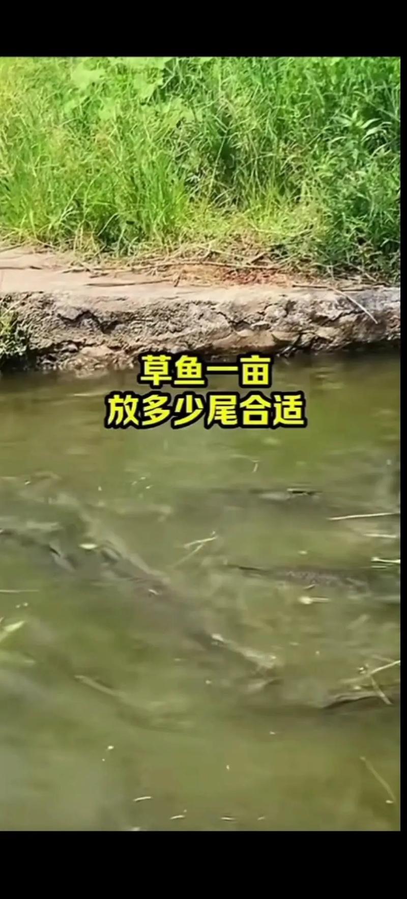 草魚餌料系數計算方法_小草魚餌料系數_草魚餌料系數在多少