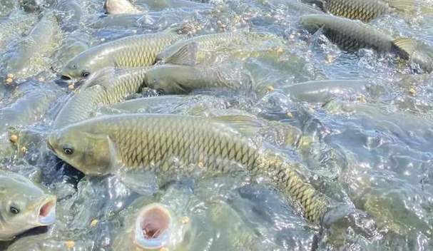 草魚餌料系數在多少_小草魚餌料系數_草魚餌料系數計算方法