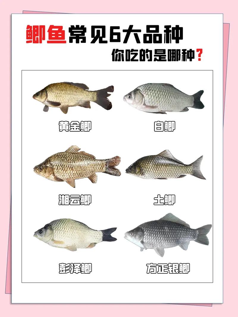 野釣鯽魚的偏方和小藥_鯽魚養殖選育_野釣鯽魚小藥技巧