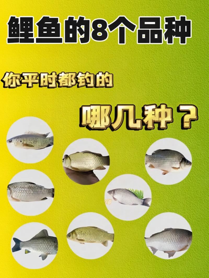 野釣鯽魚小藥技巧_鯽魚養殖選育_野釣鯽魚的偏方和小藥