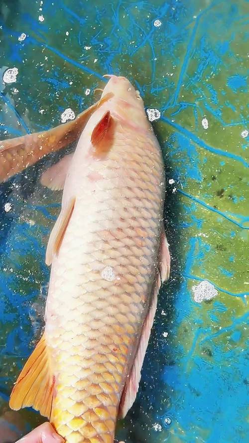 大水面鯉魚捕撈方法_大水面釣鯉魚的方法_灃河大水面上的大鯉魚