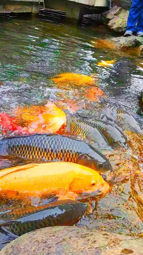大水面鯉魚捕撈方法_大水面釣鯉魚的方法_灃河大水面上的大鯉魚