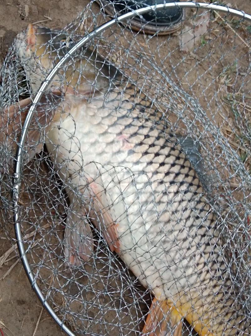 灃河大水面上的大鯉魚_大水面釣鯉魚的方法_大水面鯉魚捕撈方法
