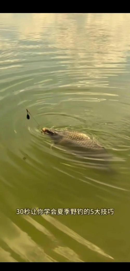 釣大魚小視頻_釣魚視頻野釣實戰大魚_釣魚視頻野釣實戰全集視頻