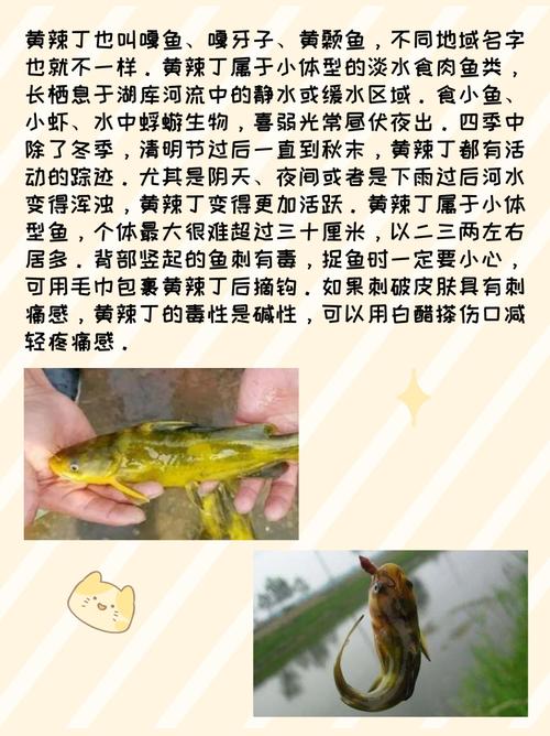 黃辣丁釣魚裝備_淺談釣黃顙魚技巧與最好用什么餌料必看_黃辣丁魚苗養殖