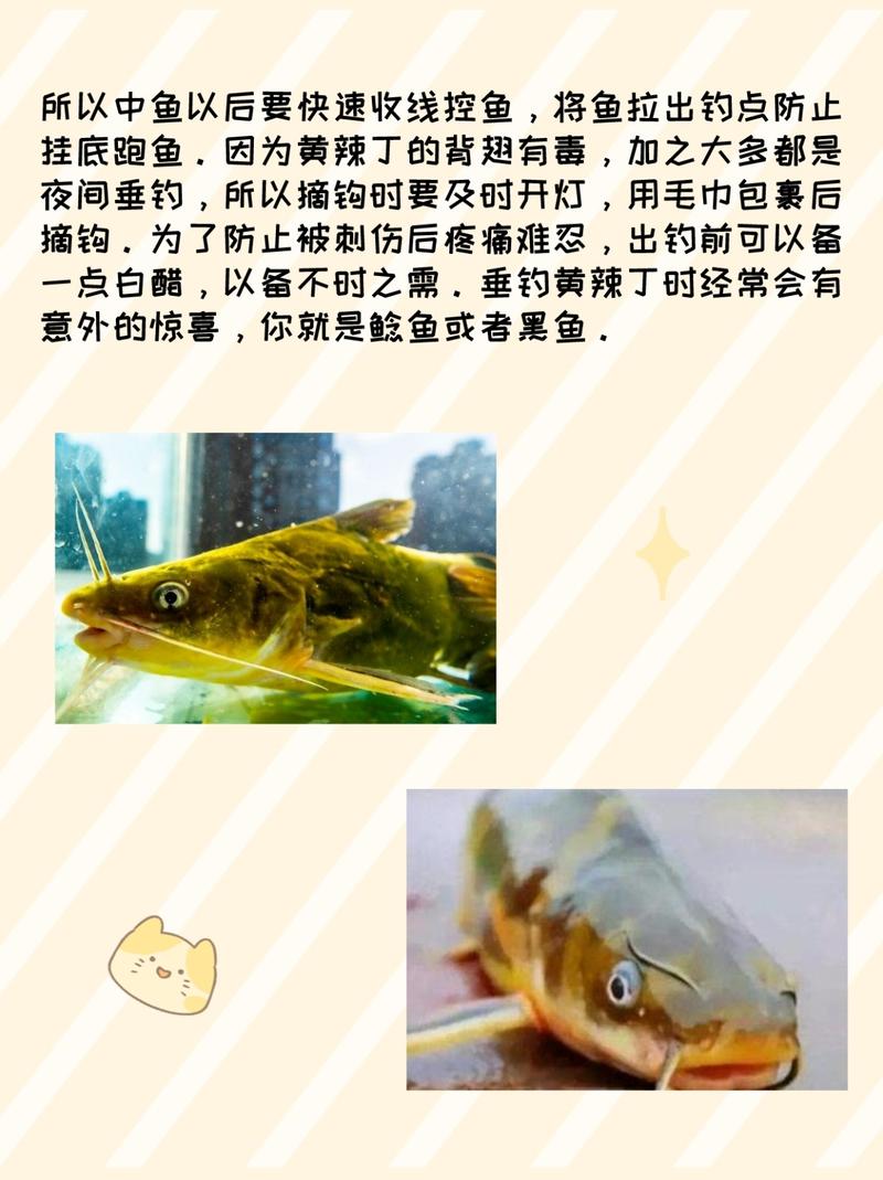 淺談釣黃顙魚技巧與最好用什么餌料必看_黃辣丁魚苗養殖_黃辣丁釣魚裝備