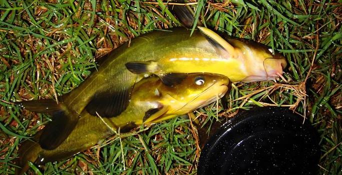 黃顙魚釣位選擇_淺談釣黃顙魚技巧與最好用什么餌料必看_黃顙魚垂釣技巧