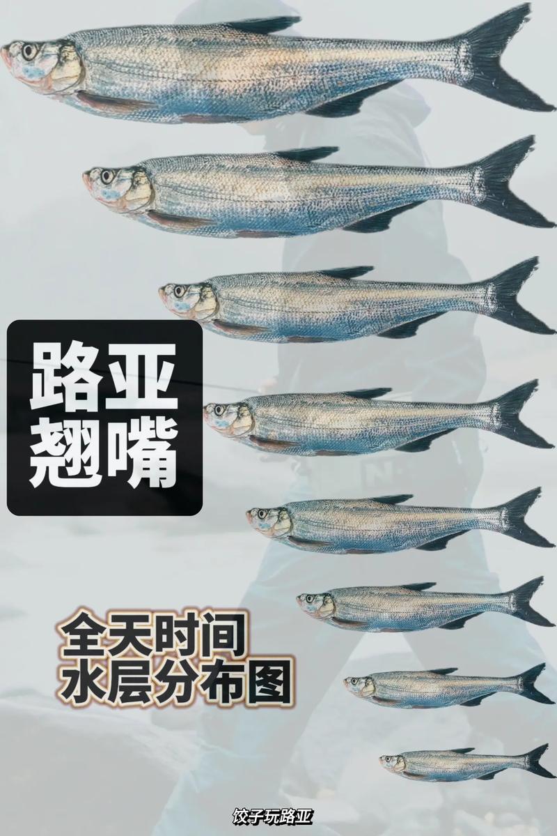 翹嘴鲌釣時選擇_手竿翹嘴魚的釣法_翹嘴鲌釣點選擇