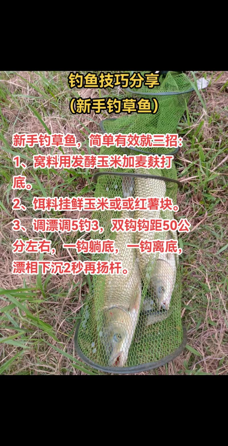 草魚釣餌選擇_草魚餌料顆粒怎么用_草魚釣餌制作方法
