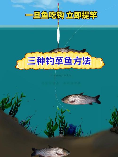野釣草魚釣低還是釣浮_浮釣草魚_野釣浮釣草魚技巧