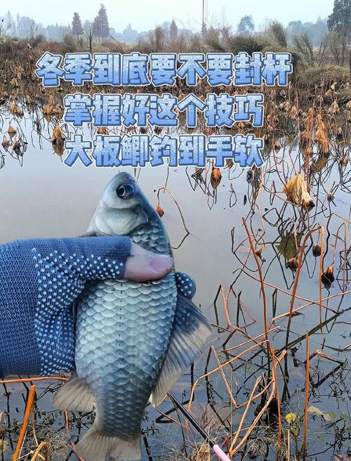 冬季釣魚餌料搭配技巧_冬季釣魚釣位選擇_野釣魚餌配方