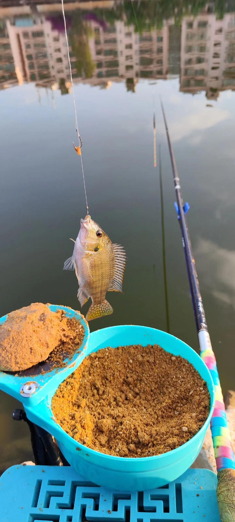 避開羅非釣鯽魚_野釣羅非怎樣避小釣大_釣羅非避小釣大技巧