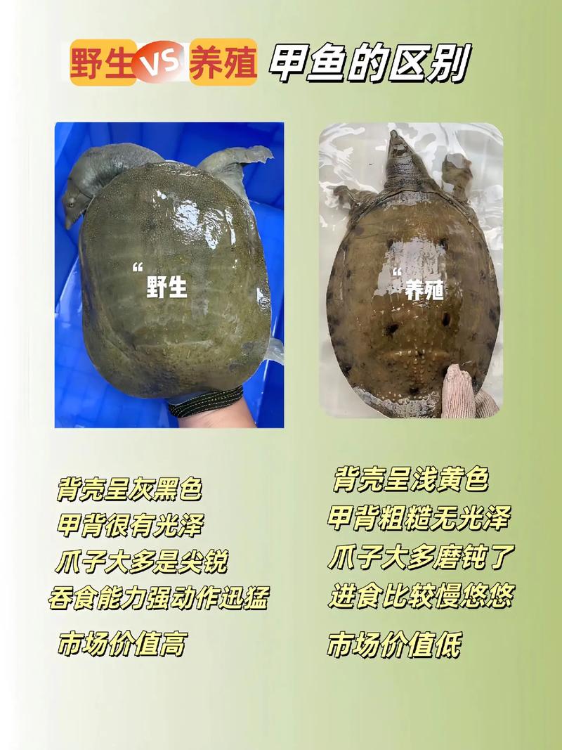 野生甲魚辨識圖片_野生甲魚辨識技巧_野生甲魚特征詳解
