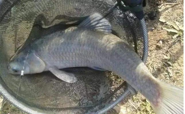 野外垂釣大魚視頻_視頻野外大魚垂釣視頻大全_視頻野外大魚垂釣圖片
