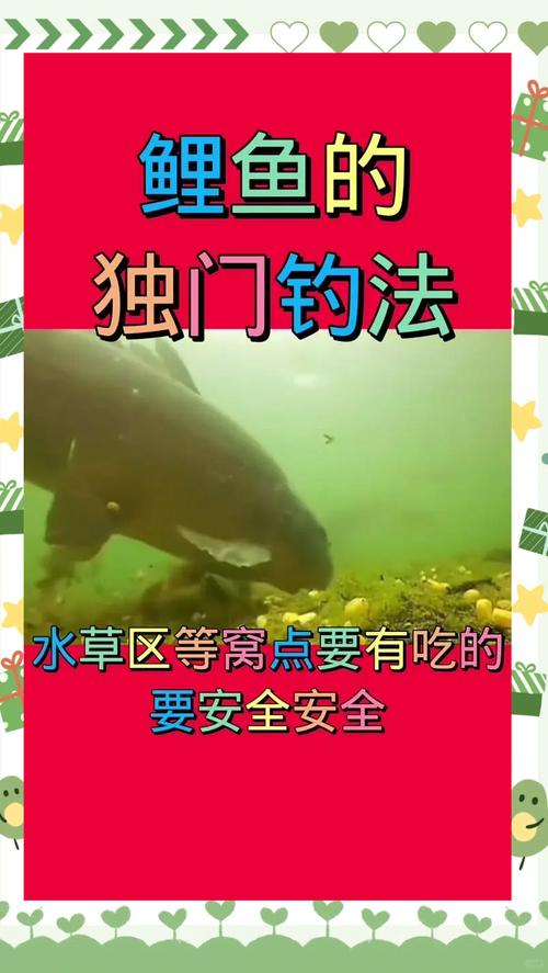 淺談鯉魚臺釣誘釣結合技巧必看_誘鯉魚最好的餌料_如何誘釣鯉魚