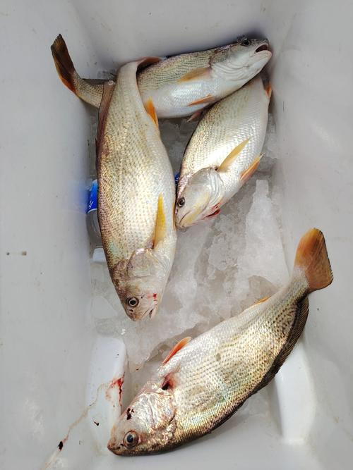 夏季海釣技巧_海釣鱸魚最佳時間_七月海釣黃金季節