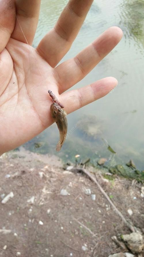 太倉釣點分享_繼續求個太倉的好釣點_太倉釣魚50一天地址