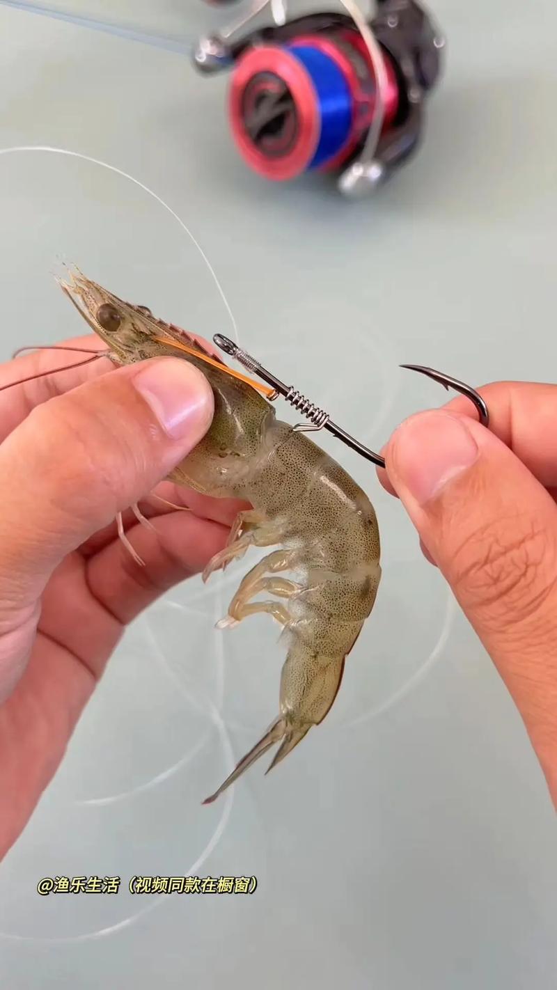海釣鱸魚掛活蝦方法_如何掛活蝦釣鱸魚_用蝦釣鱸魚的掛鉤方法
