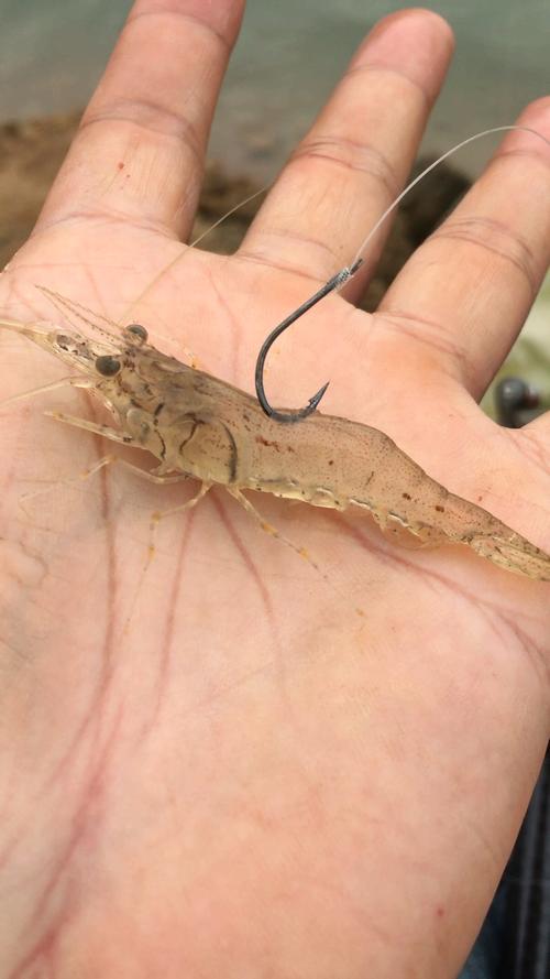 用蝦釣鱸魚的掛鉤方法_如何掛活蝦釣鱸魚_海釣鱸魚掛活蝦方法