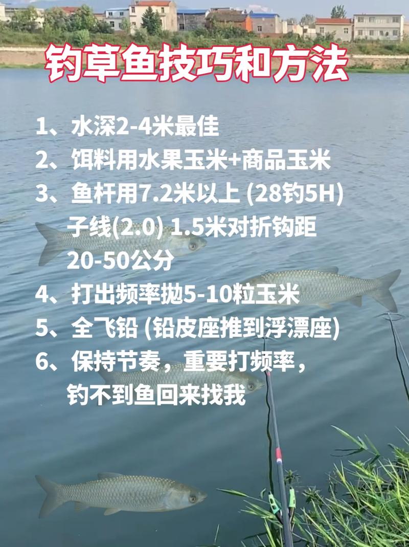 草魚浮釣技巧_中釣魚(轉)草魚釣法經典_鮮玉米雞飼料釣草魚