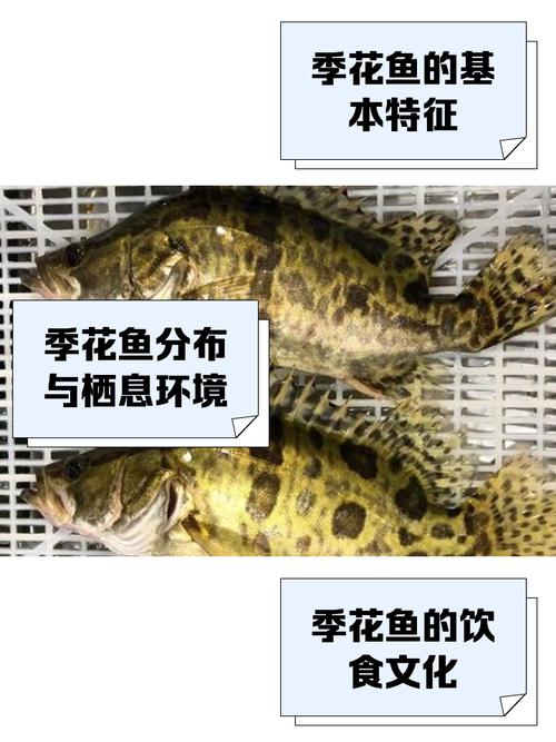 如何垂釣季花魚_釣季花魚餌視頻_季花魚怎么釣什么食