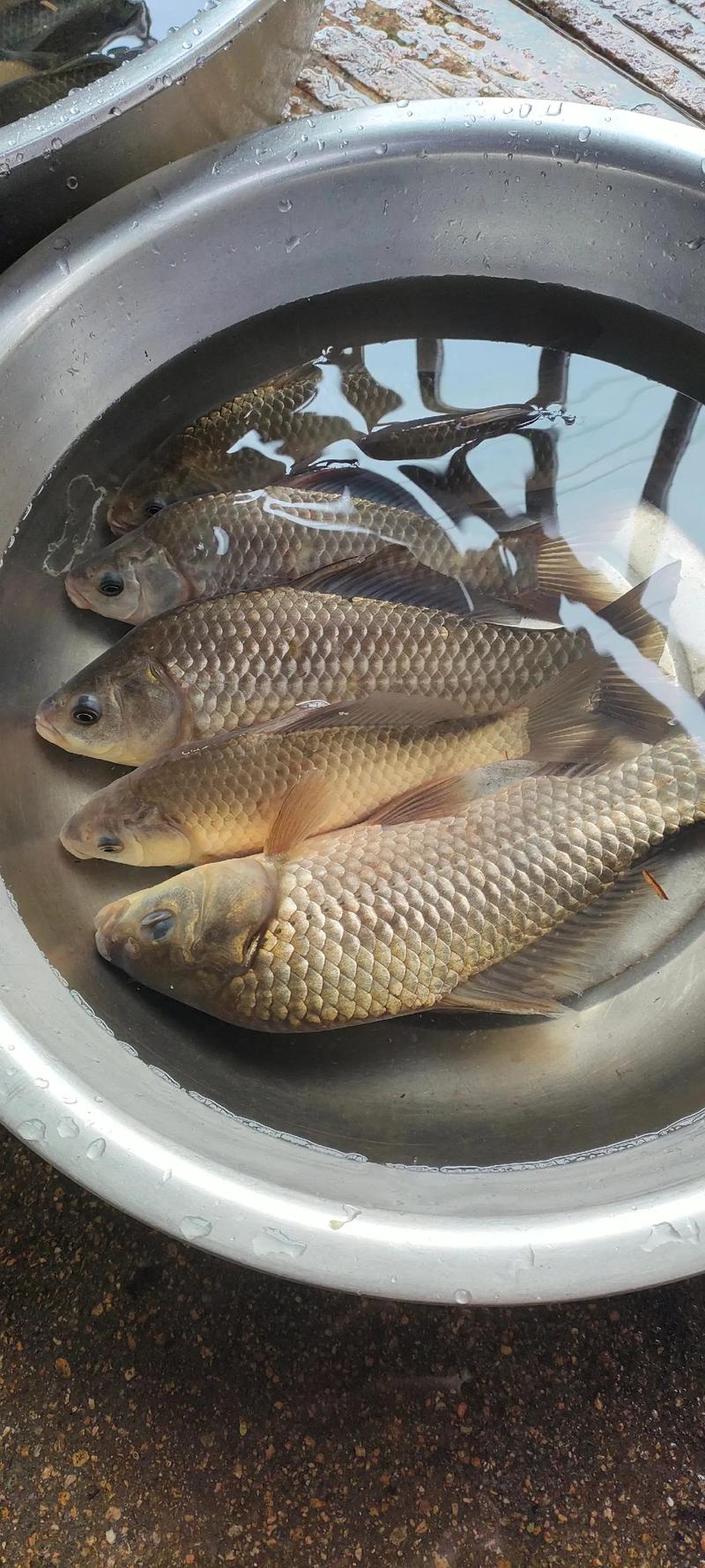 鯽魚釣魚技巧_鯽魚_鯽魚習性必看_水溫對鯽魚影響