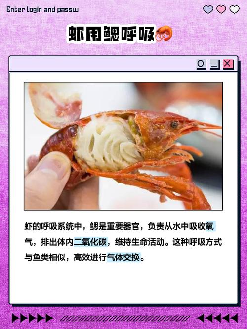 河蝦是用什么呼吸的_河蝦是用什么呼吸的_河蝦是用什么呼吸的