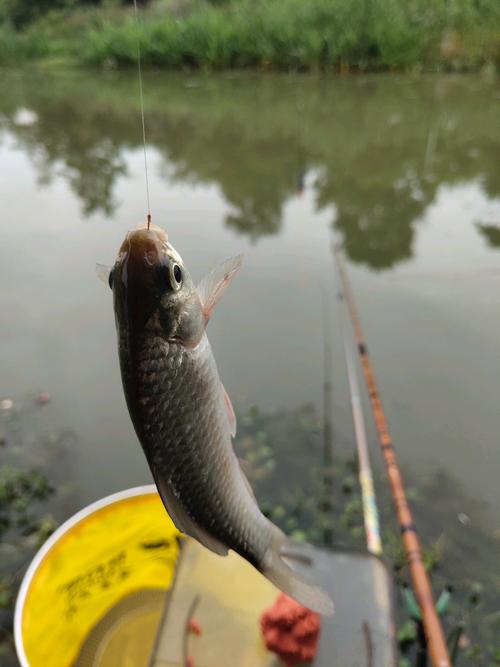 鯽魚窗口期小連竿-河北、天津釣魚網_河北釣鯽魚用什么餌料_天津野釣鯽魚