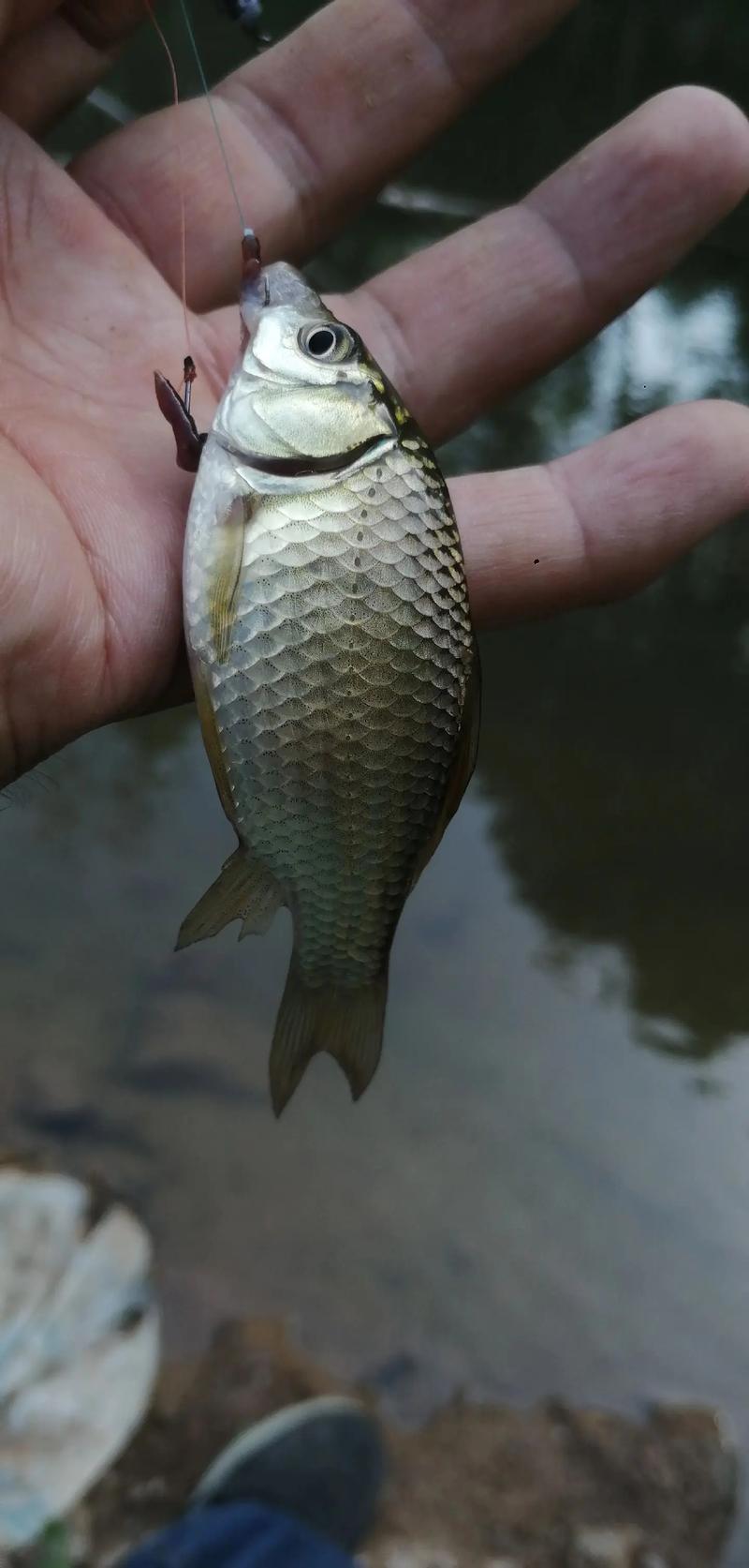 鯽魚窗口期小連竿-河北、天津釣魚網_河北釣鯽魚用什么餌料_天津野釣鯽魚